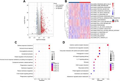 A novel anoikis-related prognostic signature associated with prognosis and immune infiltration landscape in clear cell renal cell carcinoma